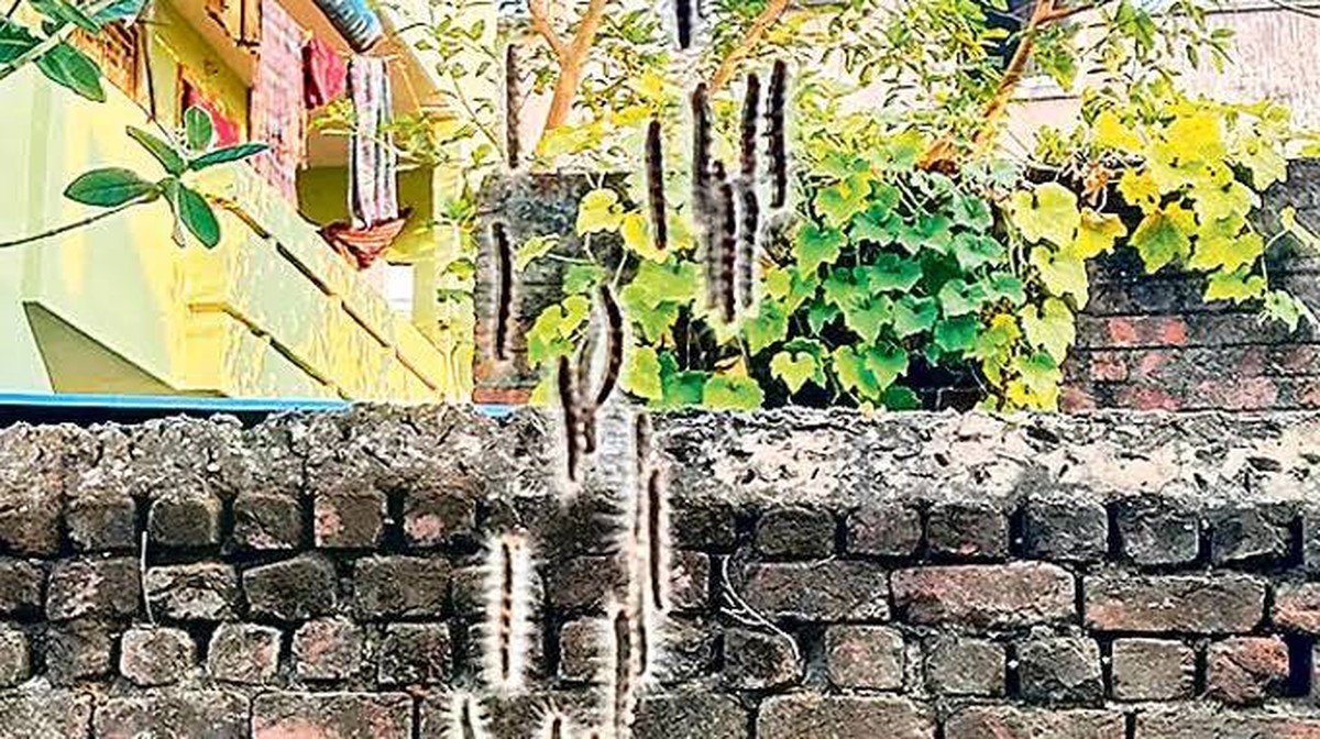 De Fascinerende Wereld van de Gogona Larven: Een Uitzonderlijke Reis naar de Aarde