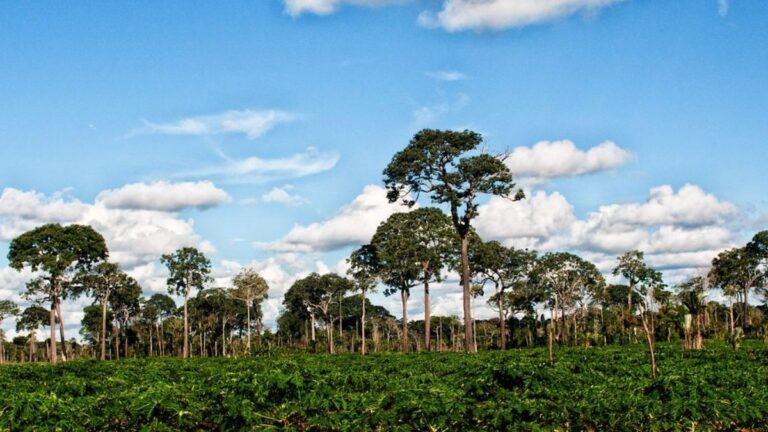 De Verborgen Schat van Zuid-Amerika: Een Boom die de Jungle Redt en Levens Verbindt!