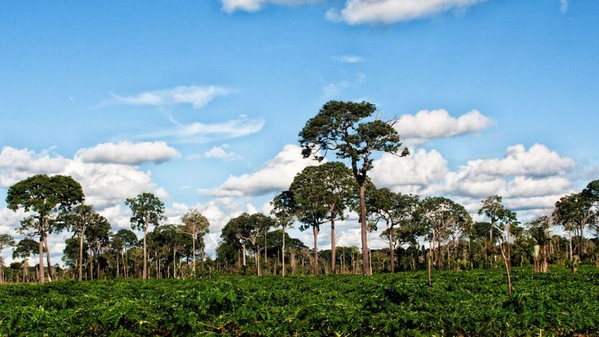De Verborgen Schat van Zuid-Amerika: Een Boom die de Jungle Redt en Levens Verbindt!