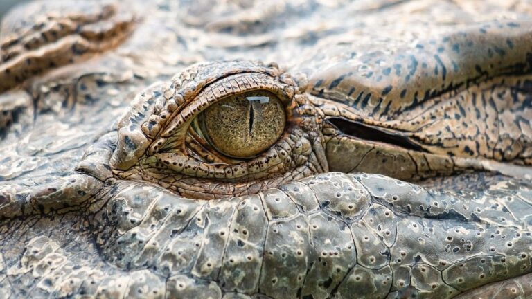 De Vernietigende Kracht van de Krokodil: Ontdek het Dier met de Sterkste Beet!