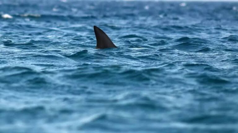 Gigantische Reus: Een Nieuwe Haai Ontdekt uit het Tijdperk van de Dinosauriërs!