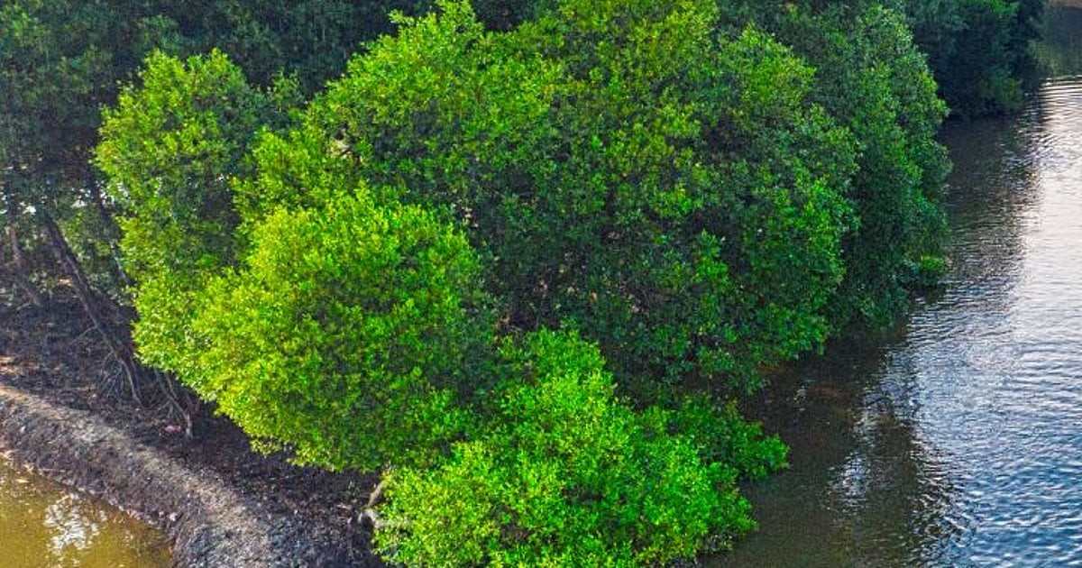 Het Dodelijke Geheim van de Manchineelboom: Waarom Je Dit Bomen moet Vermijden!
