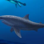 Ongelooflijke Ontdekking: Gigantische Haai Leefde 115 Miljoen Jaar Geleden!