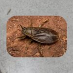 Ongewone Insecteninvasie in het AMBA: Wat je Moet Weten!