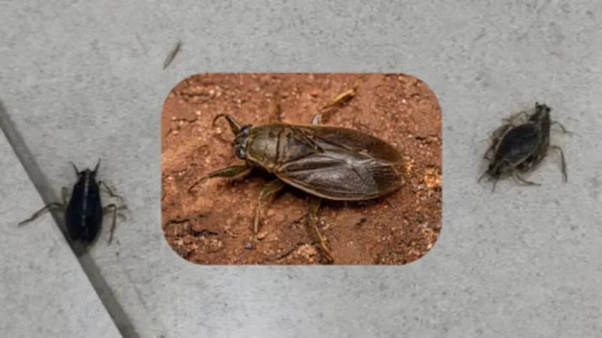 Ongewone Insecteninvasie in het AMBA: Wat je Moet Weten!