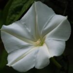 Ontdek de Betoverende Bloem van de Nacht: Een Handleiding voor Het Planten van Ipomoea Alba