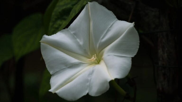 Ontdek de Betoverende Bloem van de Nacht: Een Handleiding voor Het Planten van Ipomoea Alba