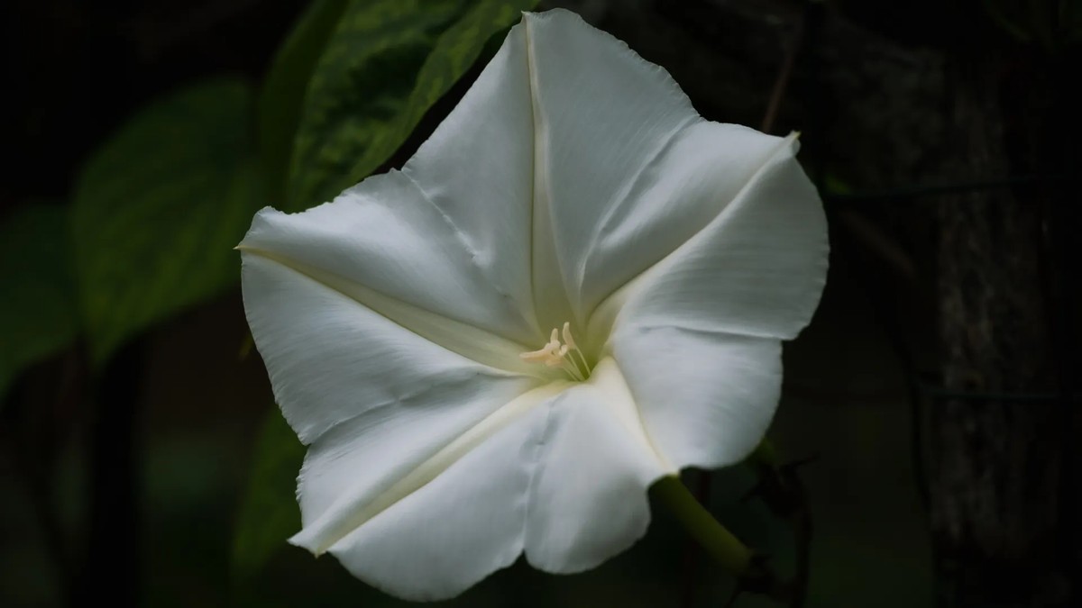 Ontdek de Betoverende Bloem van de Nacht: Een Handleiding voor Het Planten van Ipomoea Alba