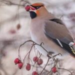 Ontdek de Betoverende Wereld van de Svirbel – De Vogue onder de Vogels!