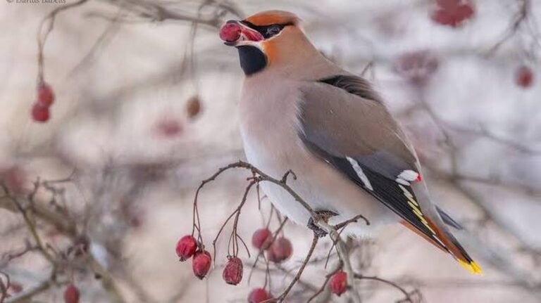 Ontdek de Betoverende Wereld van de Svirbel – De Vogue onder de Vogels!