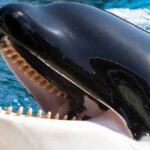 Ontdek de Betoverende Geluiden van de Iberische Orca: Een Doorbraak in de Zeeonderzoek