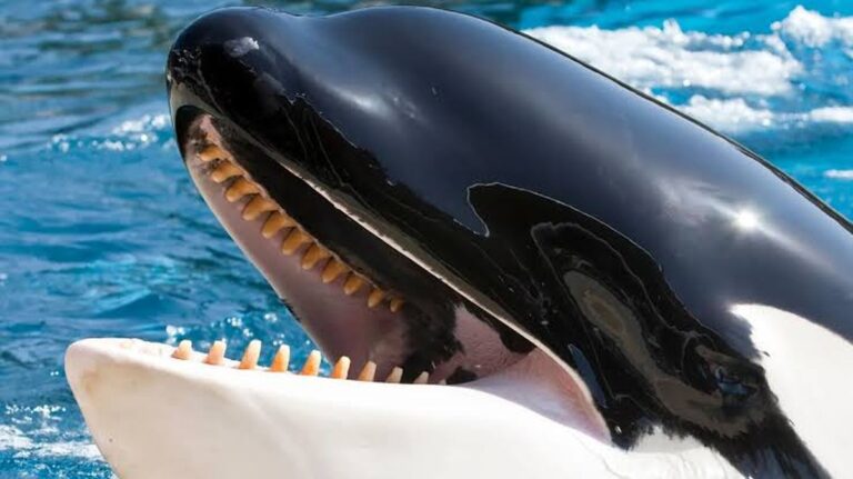 Ontdek de Betoverende Geluiden van de Iberische Orca: Een Doorbraak in de Zeeonderzoek