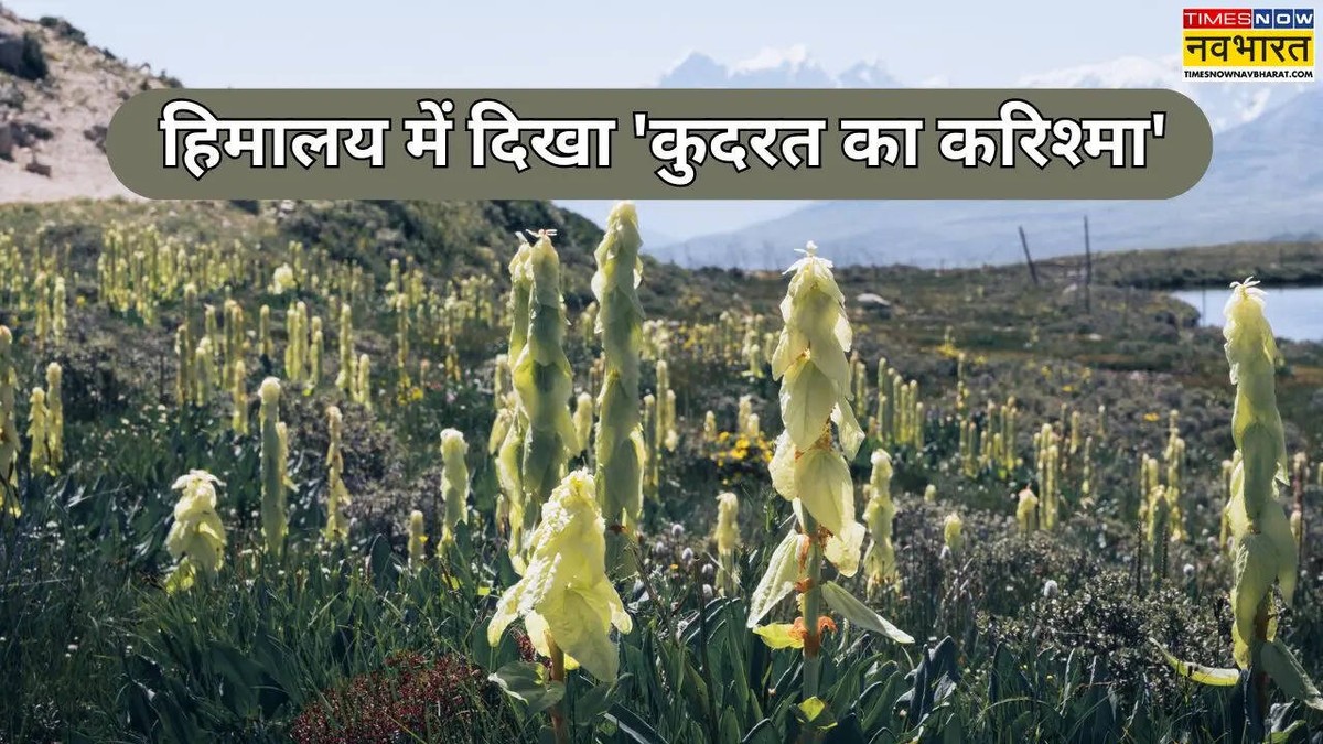Ontdek de Betoverende Sikkim Sundari: Een Natuurlijke Wonder in de Himalaya