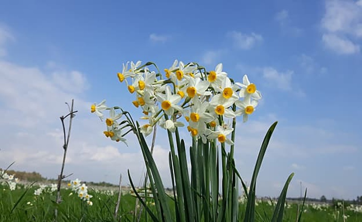 Ontdek de Betoverende Narcissen tijdens de Winterwandeling!