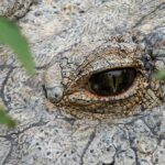 Ontdek de Fascinerende Wereld van Dieren, Gezondheid en Keukenhacks!