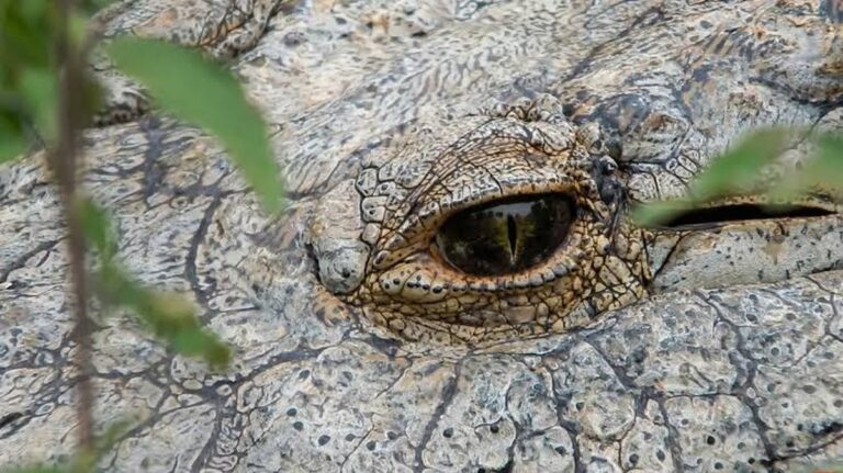 Ontdek de Fascinerende Wereld van Dieren, Gezondheid en Keukenhacks!