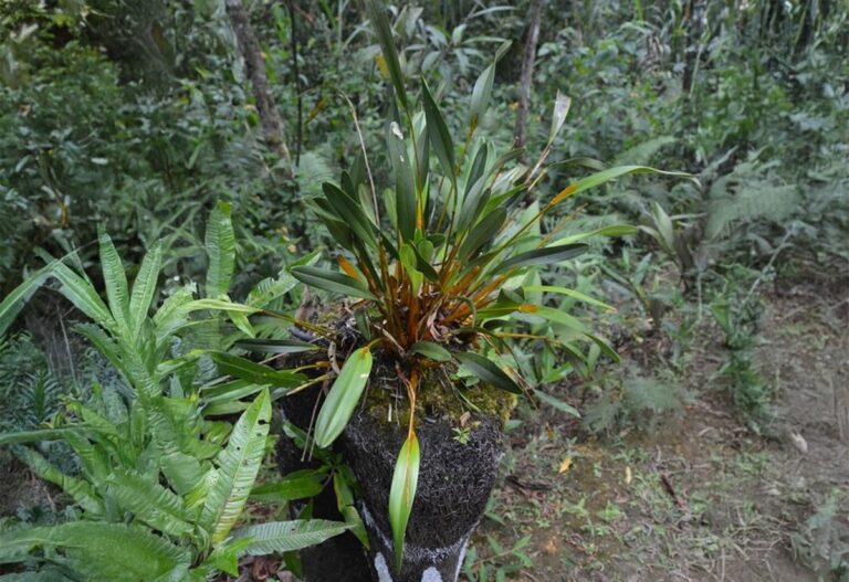 Ontdek de Pracht van de Gouden Orchidee: Een Uniek Cultureel Erfgoed van Papua
