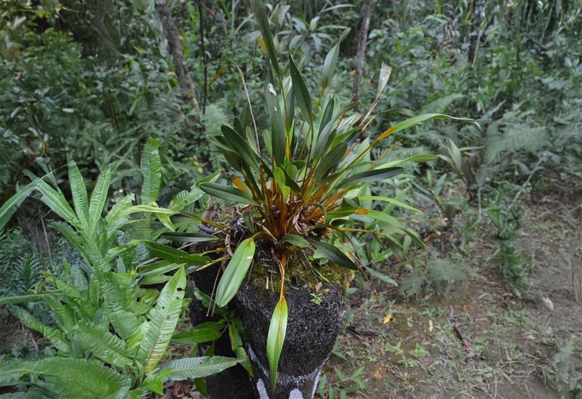 Ontdek de Pracht van de Gouden Orchidee: Een Uniek Cultureel Erfgoed van Papua