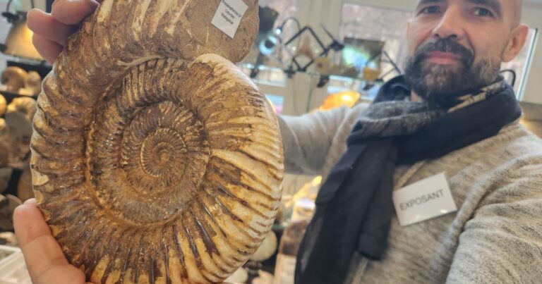 Ontdek de Schatten van de Aarde: De Wereld van Fossielen Jagen!