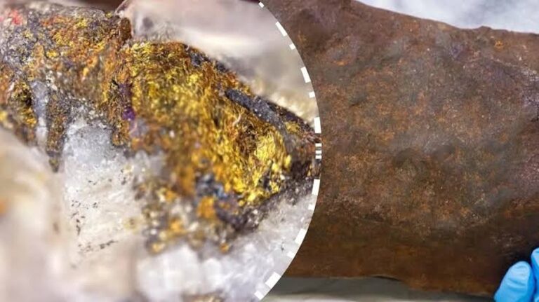 Ontdek de Verbazingwekkende Redenen waarom Honden Hun Hoofd Hellend Houden