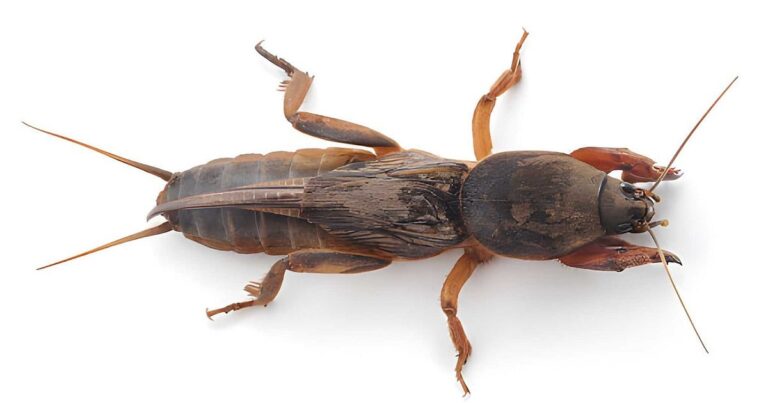 Ontdek de Verbazingwekkende Wereld van de Mole Cricket!