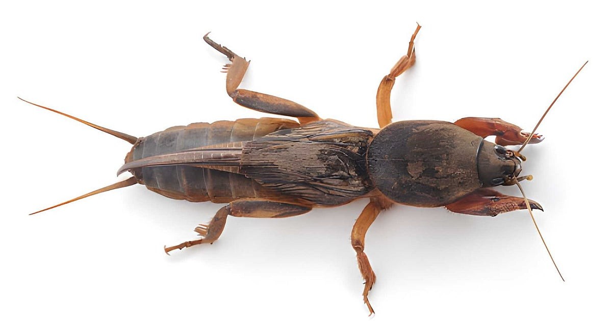 Ontdek de Verbazingwekkende Wereld van de Mole Cricket!