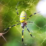 Ontdek de Wonderen en Gevaren van de Jorō Spin: Een Invasieve Soort in de VS!