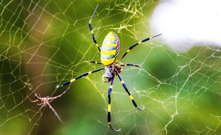 Ontdek de Wonderen en Gevaren van de Jorō Spin: Een Invasieve Soort in de VS!