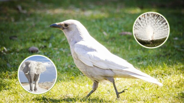 Ontdek de Zeldzame Witte Dieren: Een Reis door de Natuur!