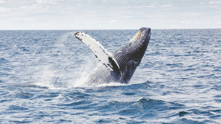 Ontdek het Geheim van de Langere Levensduur: Wat de Walvis Ons Kan Leren!
