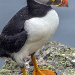 Ontdekkingstocht naar de Puffins van Massachusetts: Een Onvergetelijke Avontuur op Zee!