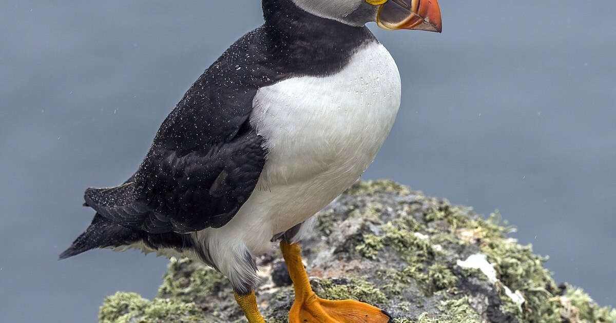 Ontdekkingstocht naar de Puffins van Massachusetts: Een Onvergetelijke Avontuur op Zee!