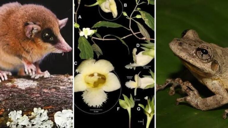 Ontdekking van Nieuwe Soorten: Een Reis door de Biodiversiteit van Peru in 2025