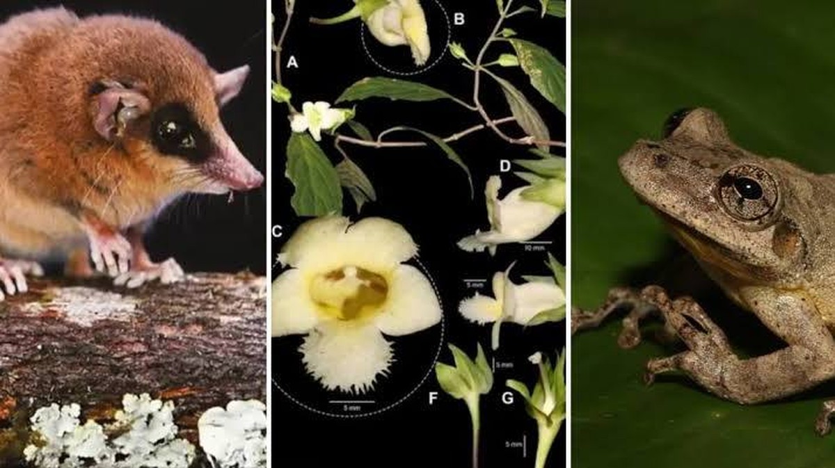 Ontdekking van Nieuwe Soorten: Een Reis door de Biodiversiteit van Peru in 2025