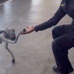 Revolutionaire Robot-Hond Versterkt Veiligheid in Americana!