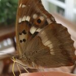 Verbazingwekkende Ontdekking: De Zeldzame Pikkuhäiveperhonen Die Van Genot Geniet!