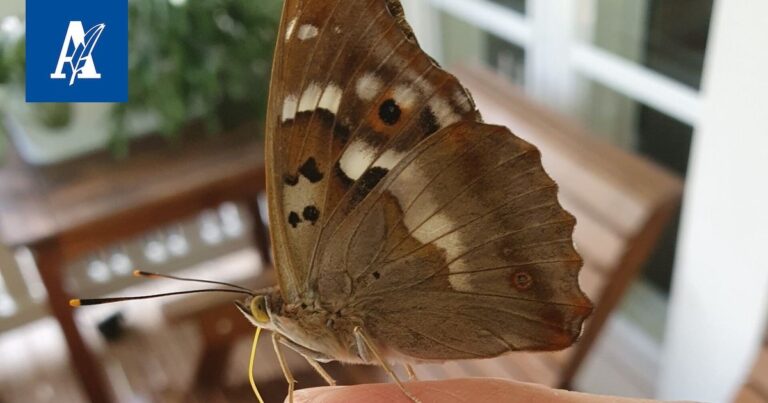 Verbazingwekkende Ontdekking: De Zeldzame Pikkuhäiveperhonen Die Van Genot Geniet!