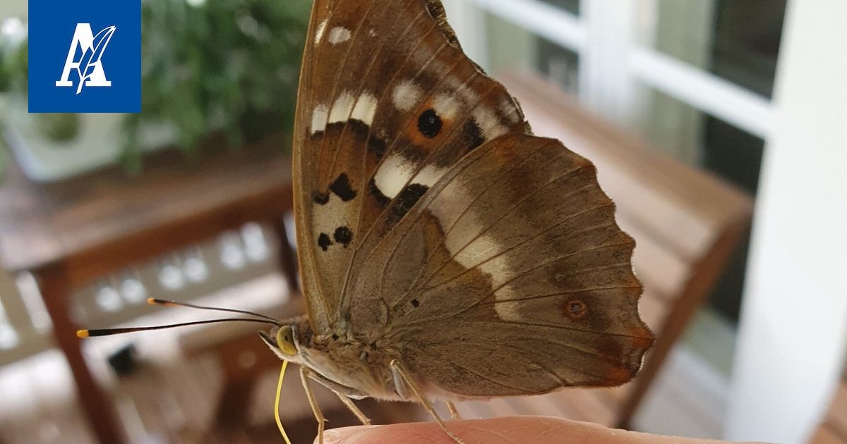 Verbazingwekkende Ontdekking: De Zeldzame Pikkuhäiveperhonen Die Van Genot Geniet!