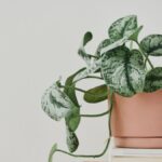 Vijf Planten die Je Geluk en Rijkdom Kunnen Remmen!