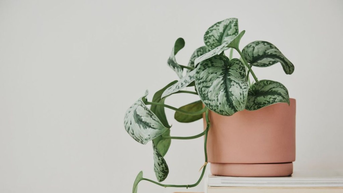 Vijf Planten die Je Geluk en Rijkdom Kunnen Remmen!