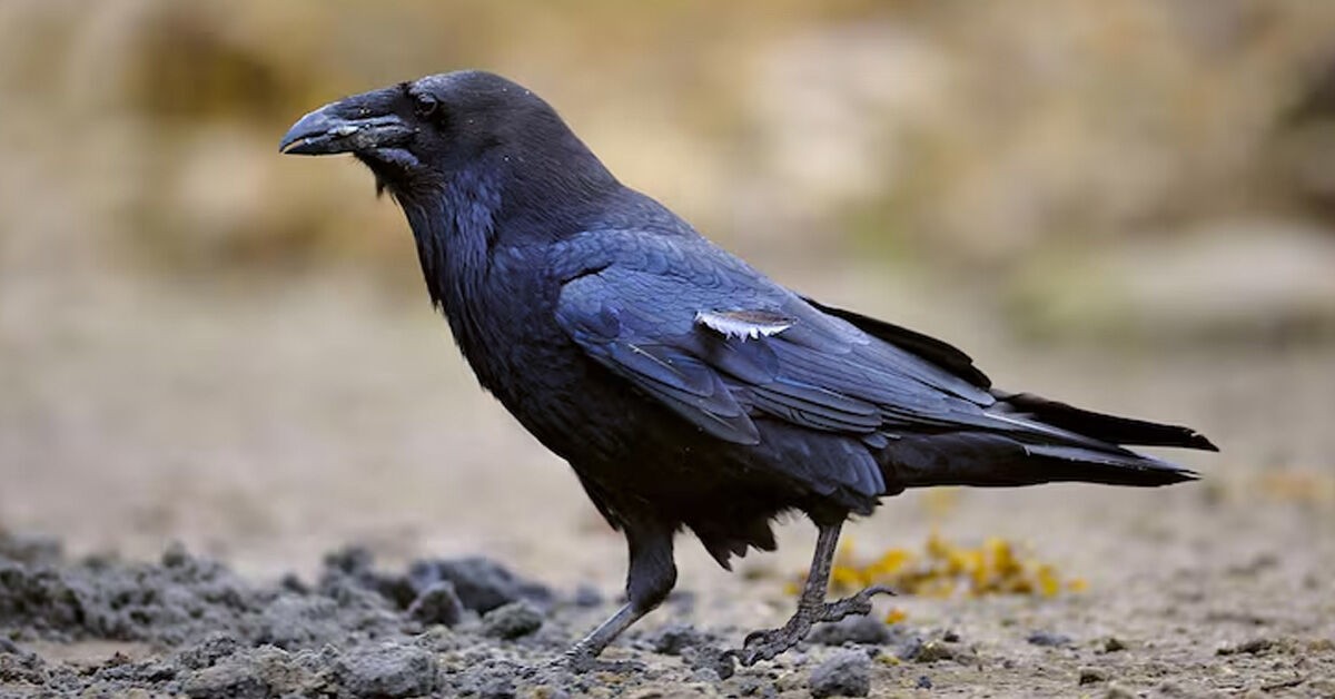 Waarom Indische Kraaien De Slimste Vogels Zijn: Ontdek Hun Verbazingwekkende Intelligentie!