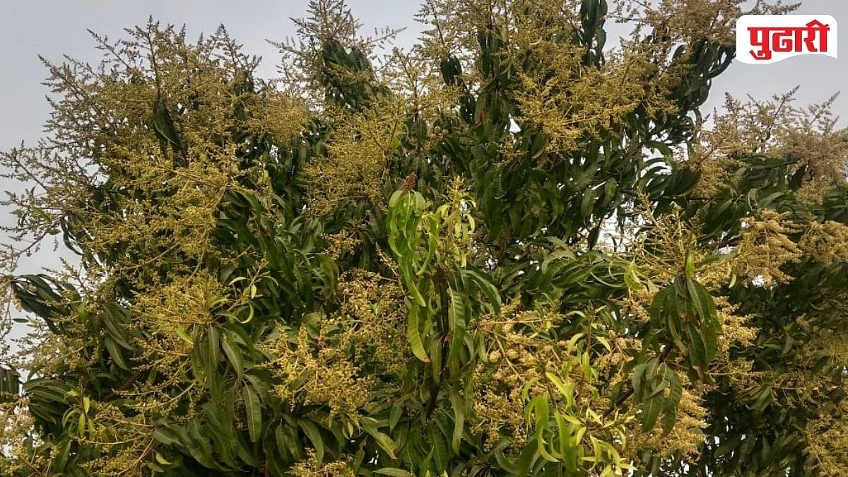 Betoverende Bloei van de Purna Mango Bomen: Een Zomer Vol Smaakverwachtingen!