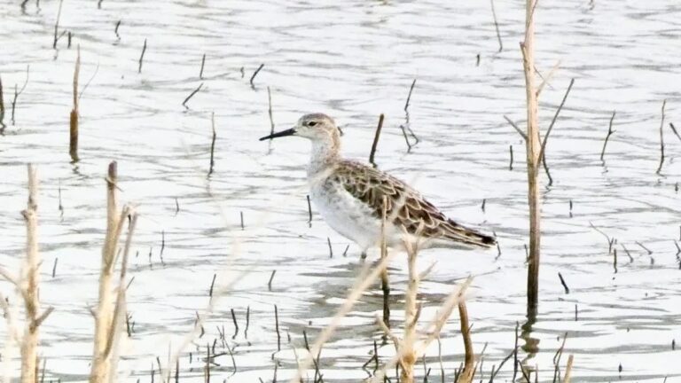 Bijzondere Water vogels Ontdekt in Burhanpur: 133 Soorten Geïdentificeerd!