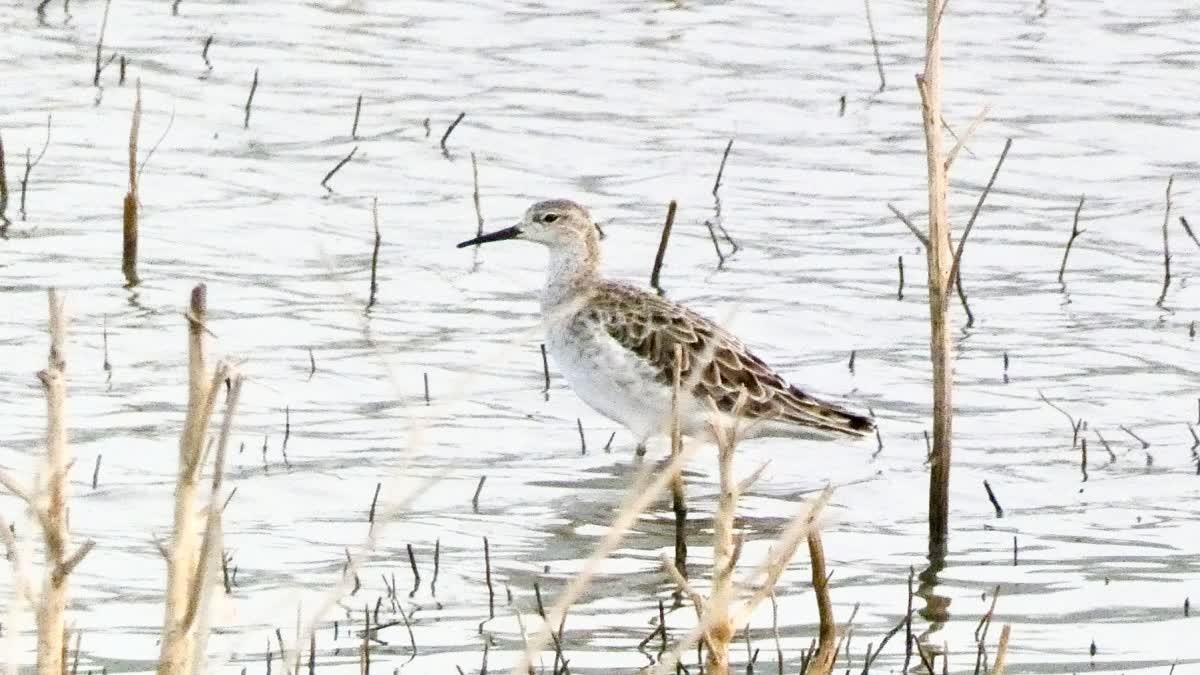 Bijzondere Water vogels Ontdekt in Burhanpur: 133 Soorten Geïdentificeerd!