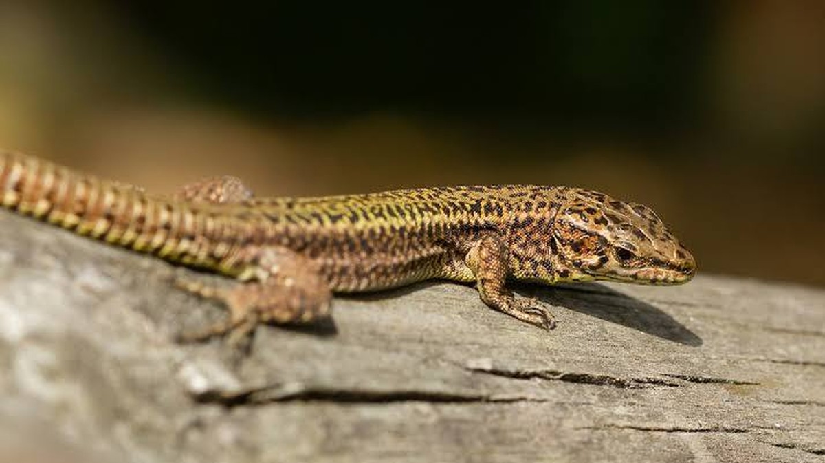 De Bedreiging van Kleurdiversiteit bij Hagedissen: Een Veranderend Ekosysteem