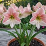 De Betoverende Kracht van de Amarílis: Waarom Deze Bloem Jouw Woonkamer Moet Sieren!