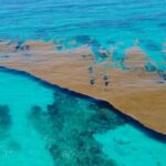 De Groeiende Bedreiging van Sargassum: Wat Je Moet Weten