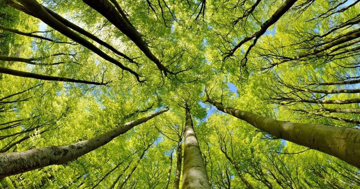 De Onverwachte Impact van Klimaatverandering op de Groei van Bomen in Zwitserland