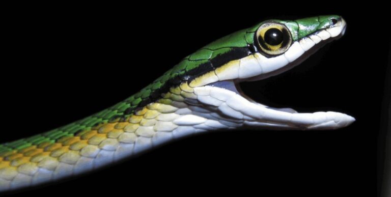 De Verbazingwekkende Ontdekking van Nieuwe Soorten: Vijf Meest Opzienbarende Vondsten van 2025