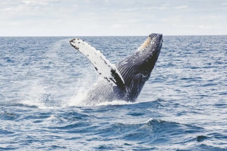 De Verbazingwekkende Ontdekking van de Lange Levensduur: Wat Kunnen We Leren van Walvissen?